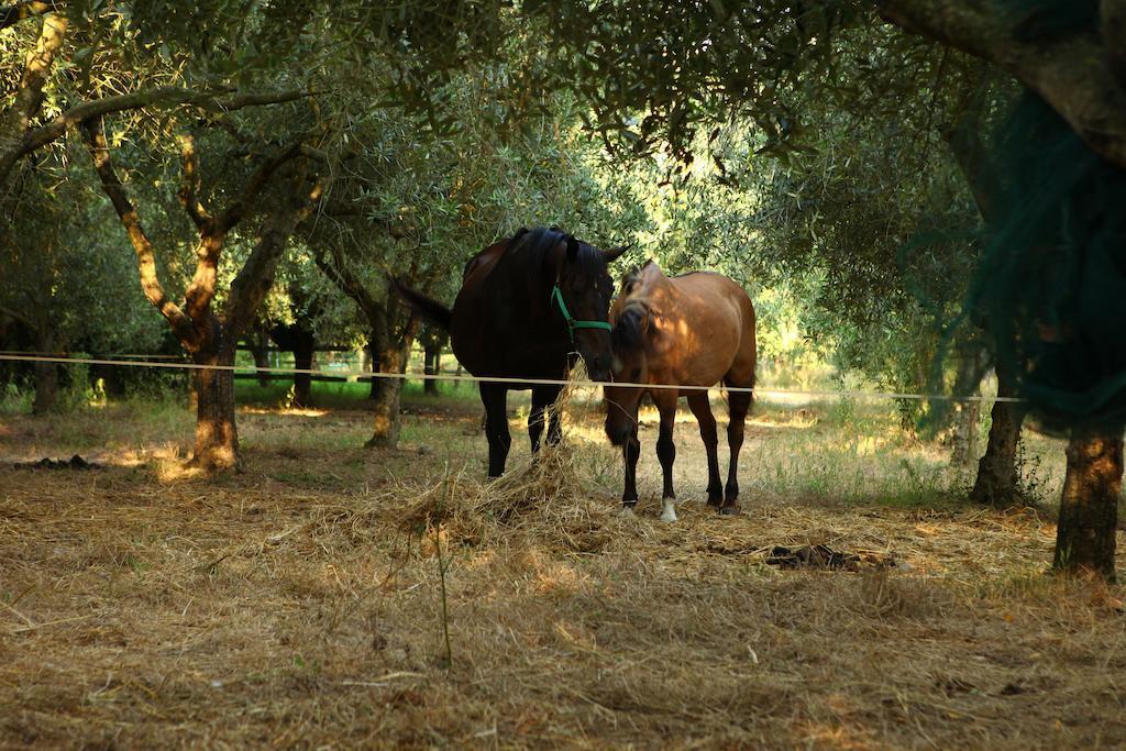 Agriturismo Il Pozzo Казаль-Велино Экстерьер фото
